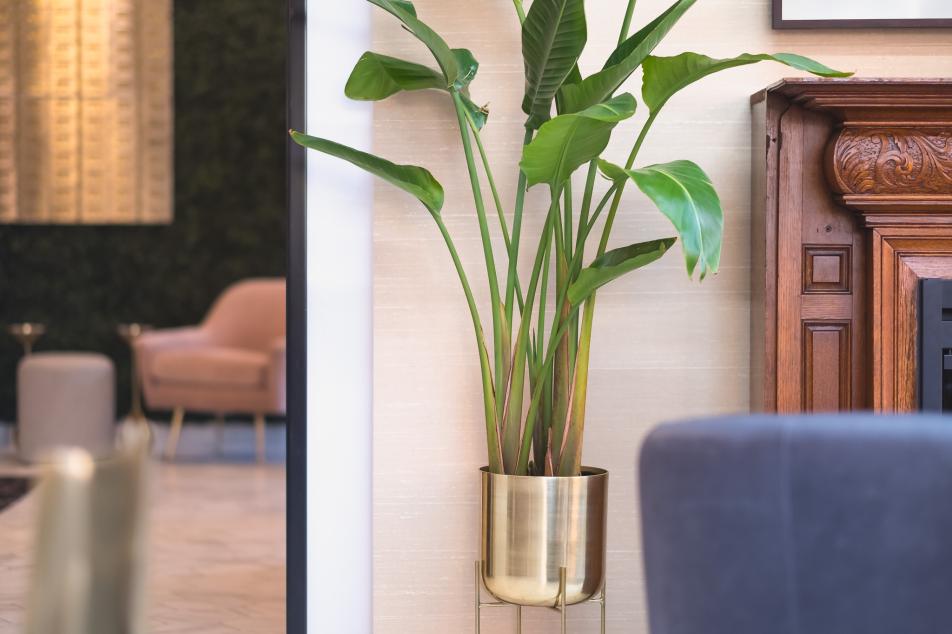 Meeting Room Plant